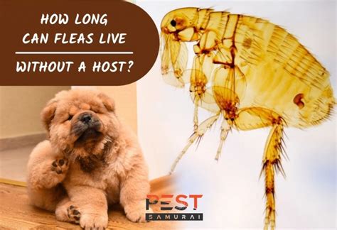 can fleas survive without animals.